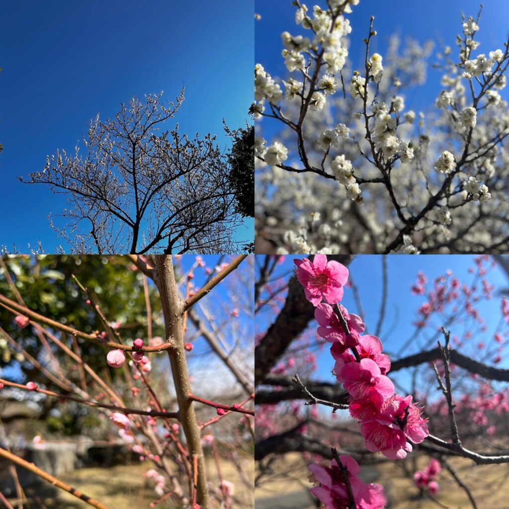 今週のぱん販売（2/10〜2/16）