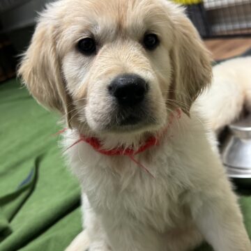 今週のパブ営業(2/3〜2/9)