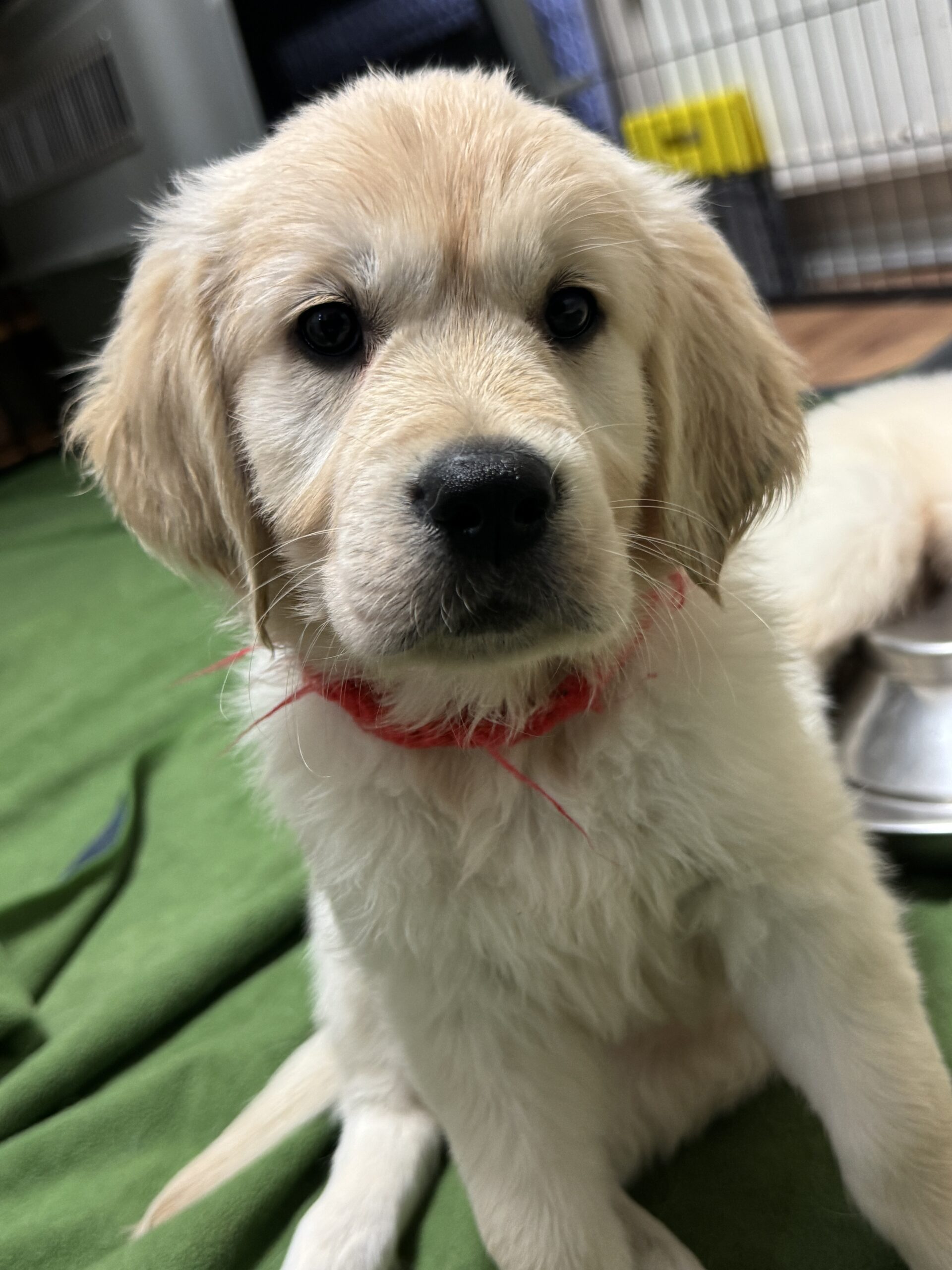 今週のパブ営業(2/3〜2/9)