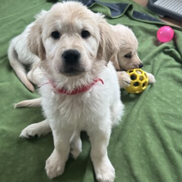 今週のぱん販売(2/3〜2/9)