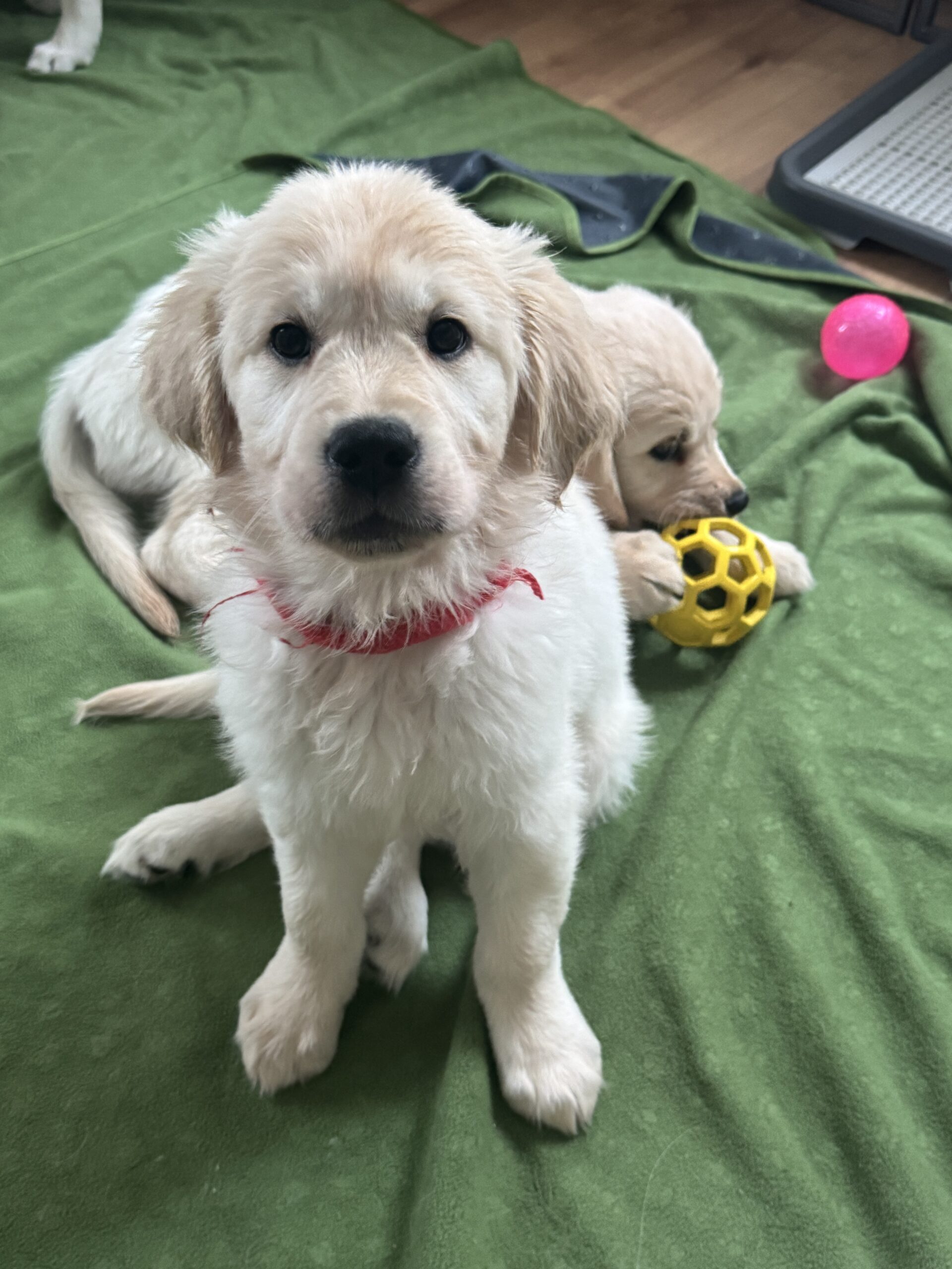 今週のぱん販売(2/3〜2/9)