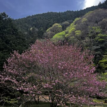 今週のぱん販売（4/7〜4/12）