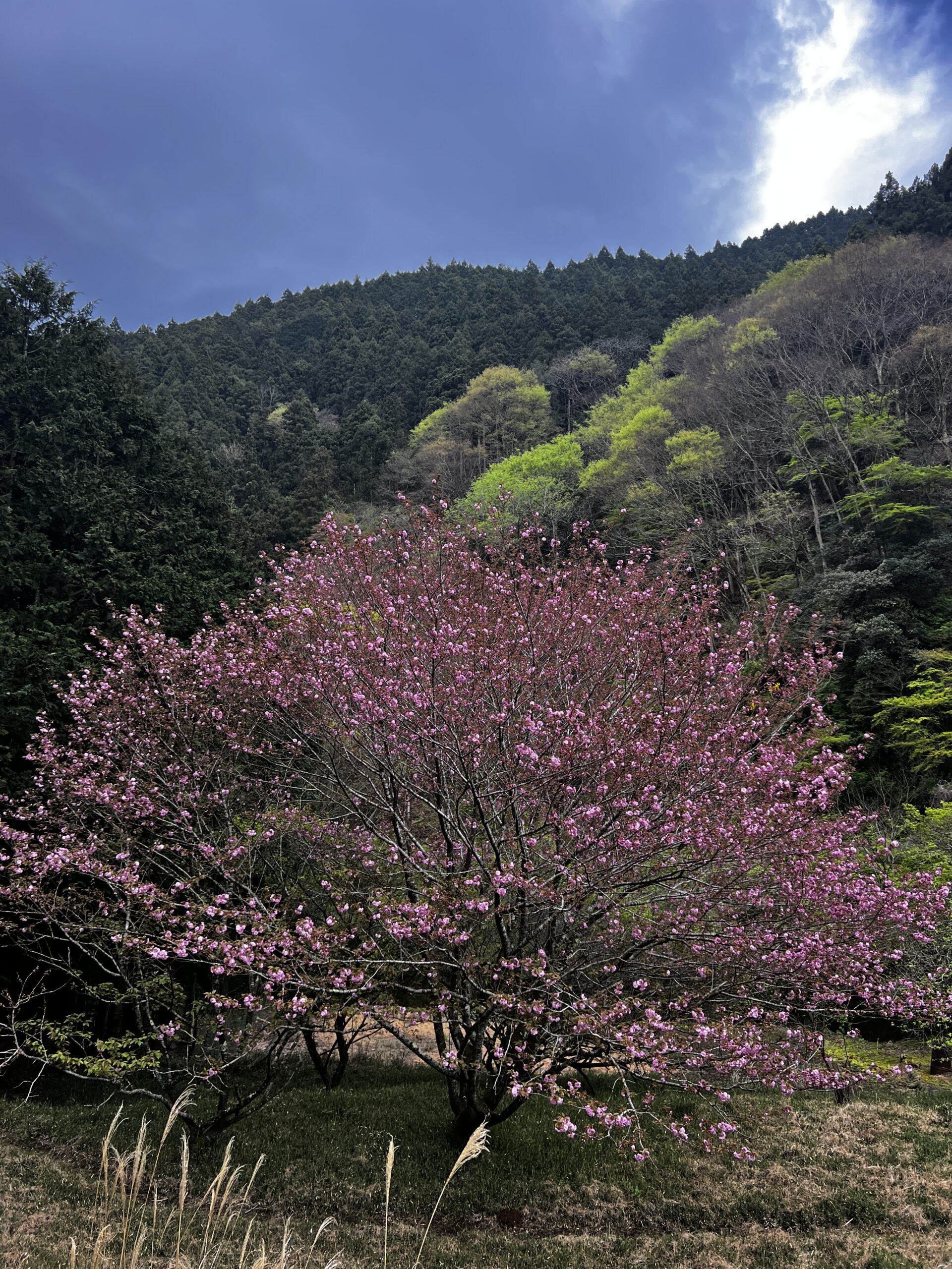 今週のぱん販売（4/7〜4/12）